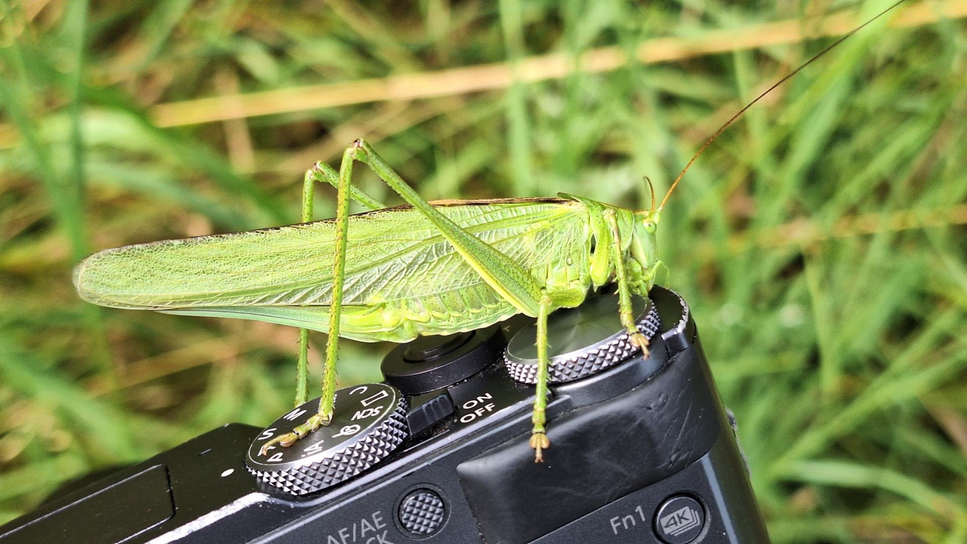 Heuschreck_auf_Kamera3_Barbara_Schartz